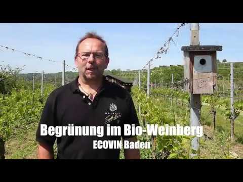 ECOVIN Baden: Begrünung im Bio-Weinberg